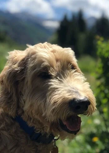 Golden doodle smiling outdoors on a sunny mountain trail